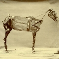 The Horse Comanche